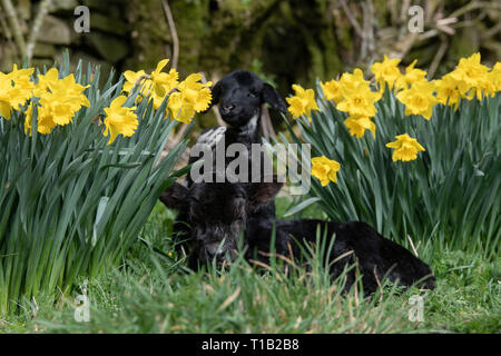 , Cumbria (Royaume-Uni). 25 Mar 2019. Daisy Duke l'agneau animal avec son pal, Minnie, le petit veau Aberdeen Angus, le soleil brille, dans parmi les daffodills. Minnie est née au cours du week-end dans la région de Cumbria. Elle est trop petite pour rester sur sa mère, qui ne pèse que 15kg et l'article 23pouces de haut, il en est de vivre avec l'animal de ferme agneaux ! Un veau Angus normal pèse environ 45kg à la naissance Crédit : Wayne HUTCHINSON/Alamy Live News Banque D'Images