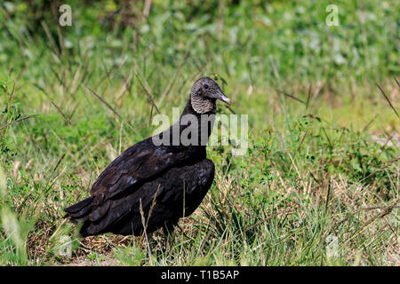 Urubu noir (Coragyps atratus) sur le terrain Banque D'Images