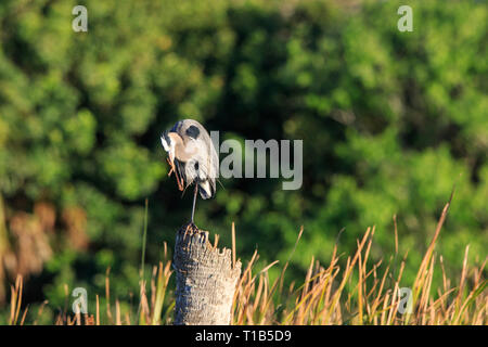 Grand héron (Ardea herodias) perché sur un tronc d'arbre. Banque D'Images