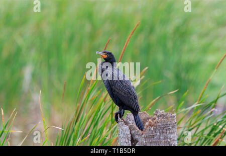 Cormoran à aigrettes (Phalacrocorax auritus) perché sur le haut d'un palmier. Banque D'Images