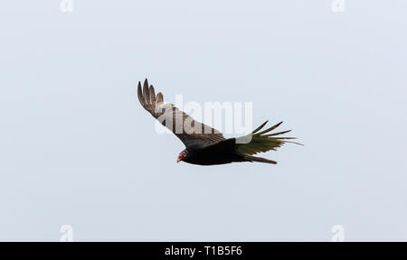 Flying urubu noir (Coragyps atratus) Banque D'Images