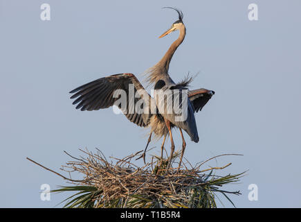 Paire accouplée de grand héron (Ardea herodias) au nid, avec deux jeunes poussins (non visible) Banque D'Images