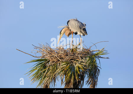 Paire accouplée de grand héron (Ardea herodias) au nid, avec deux jeunes poussins (non visible) Banque D'Images