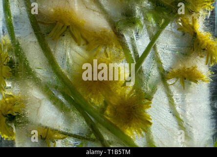 Arrière-plan de de pissenlit fleur jaune avec des feuilles vertes emprisonnées dans la glace cube avec des bulles d'air Banque D'Images