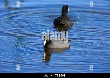 Foulque d'Amérique (Fulica americana) nager sur l'eau. Banque D'Images