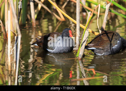 La Gallinule poule-d'eau (Gallinula chloropus) dans l'eau Banque D'Images