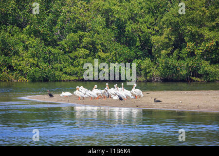 Pélicans blancs (Pelecanus erythrorhynchos) sur un banc de sable. Banque D'Images