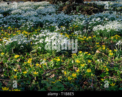 Perce-neige (Galanthus nivalis) et d'hiver (Eranthis aconites) naturalisé dans un jardin boisé est un mélange étonnant de février. Banque D'Images