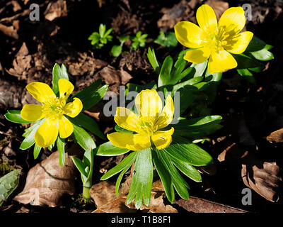 Les fleurs jaune vif de l'aconit d'hiver (Eranthis) illumine le jardin à la fin de l'hiver, en février. Banque D'Images