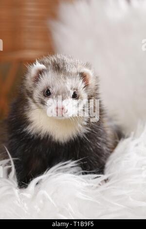 furet Banque D'Images