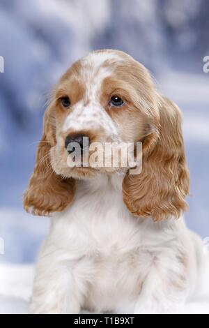Cocker Anglais dans la neige Banque D'Images