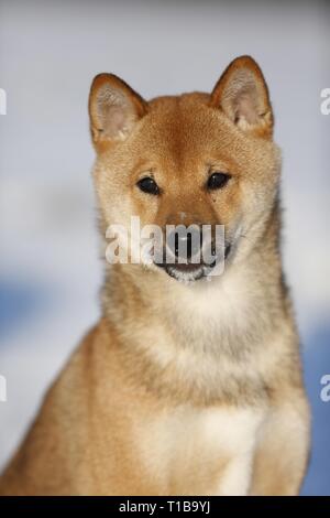 Jeune Shiba Inu dans la neige Banque D'Images