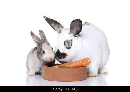 lapins Banque D'Images