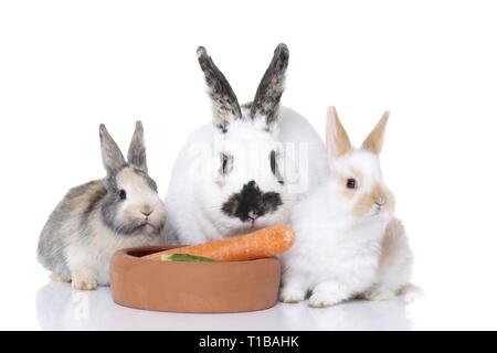 lapins Banque D'Images