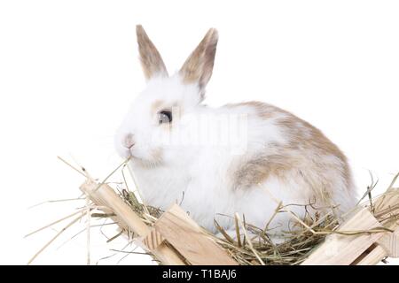 jeune lapin Banque D'Images