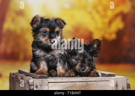 2 chiots Yorkshire Terrier Banque D'Images