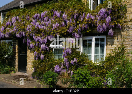 Floraison mauve Glycine recouvrant la façade d'une maison dans le village de Cosgrove, Northamptonshire, Angleterre Banque D'Images