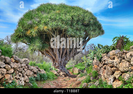 Sentier de randonnée pédestre avec arbre dragon près de Las Tricias (La Palma, Îles Canaries) Banque D'Images