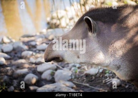 Portrait de profil d'un adulte Baird tapir (tapirus bairdii) Banque D'Images