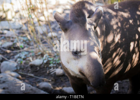 Portrait d'un adulte Baird tapir Tapirus bairdii (). Banque D'Images