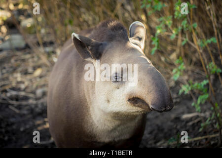 Portrait d'un adulte du tapir de Baird (tapirus bairdii). Banque D'Images