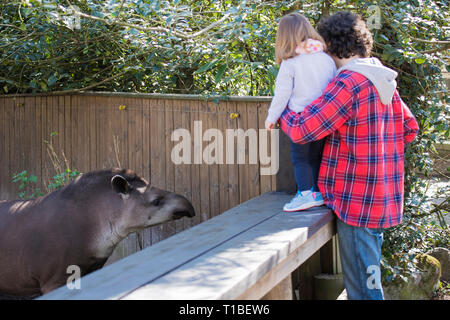 Jeune père et fille enfant regardant un tapir dans un parc faunistique, tandis que le tapir les regarde. Banque D'Images