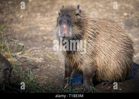 Portrait d'un adulte capybara (Hydrochoerus hydrochaeris) assis sur le sol et en regardant la caméra. Banque D'Images