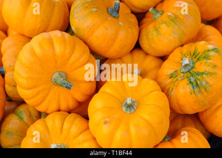 Divers Des citrouilles coloré décoratif après la récolte d'automne sur le marché fermier. Banque D'Images