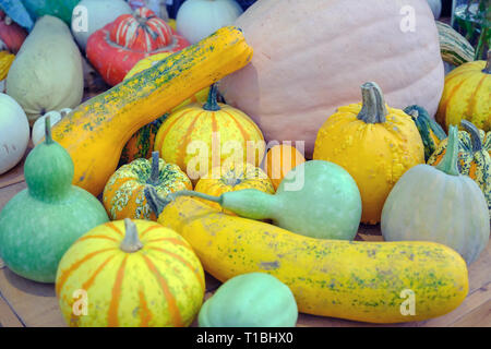 Divers Des citrouilles coloré décoratif après la récolte d'automne sur le marché fermier. Banque D'Images