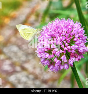 Papillon blanc sur Agapanthus fleur pourpre. Pieris brassicae Banque D'Images