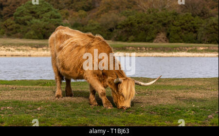 Scottish Higlander vache broutant dans un pré en parc national New Forest, en Angleterre, avec un lac à l'arrière-plan. Banque D'Images