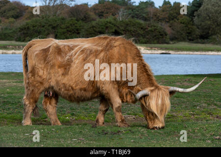 Scottish Higlander vache broutant dans un pré en parc national New Forest, en Angleterre, avec un lac à l'arrière-plan. Banque D'Images