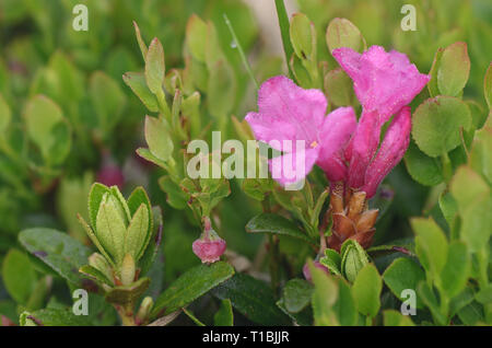 Fleurs roses dans une prairie de montagne. Gros plan Rhododendron en fleurs Banque D'Images