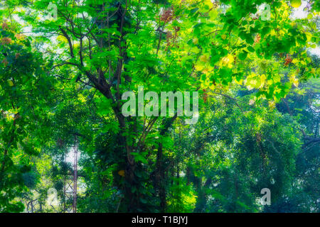 Cette image montre une belle fantaisie mystérieux arbre dans le célèbre parc de la ville, Parc Lumpini à Bangkok Banque D'Images