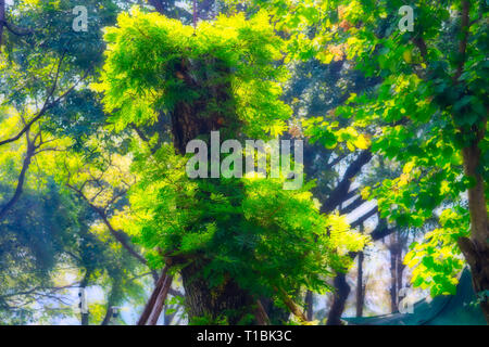 Cette image montre une belle fantaisie mystérieux arbre dans le célèbre parc de la ville, Parc Lumpini à Bangkok Banque D'Images