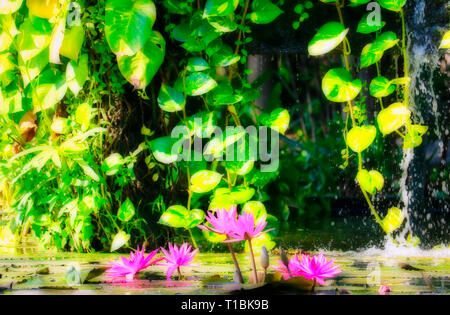 Cette image montre une belle cascade et water lily dans le monde célèbre parc Lumpini à Bangkok Banque D'Images