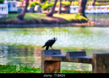 Cette photo montre un beau noir corbeau. Ce grand oiseau photo a été prise dans le parc Lumpini, à Bangkok. Banque D'Images