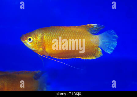 Gourami bagués (Trichogaster fasciata, anciennement Colisa) Golden var. Banque D'Images