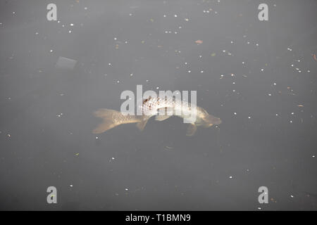 Les poissons morts à Hackney Wick canal , Londres Banque D'Images