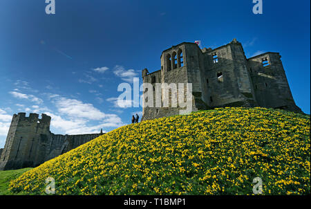 Un couple d'admirer des milliers d'daffadils à Warkworth Castle dans le Northumberland. Les températures sont à la hausse cette semaine. Banque D'Images