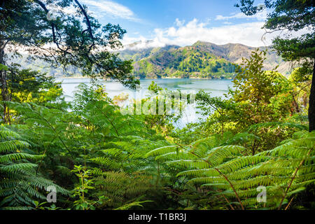 Marlborough Sounds comme vu de la Queen Charlotte Track circuit de randonnée à travers une végétation tropicale luxuriante dans le sud de l'île de la Nouvelle-Zélande Banque D'Images