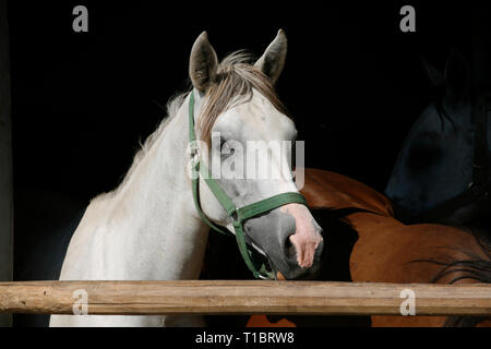 Jeune et belle mare à par dessus la clôture dans les écuries. Les jeunes chevaux de race pure à la recherche sur la porte de l'étable à l'après-midi d'été lights Banque D'Images