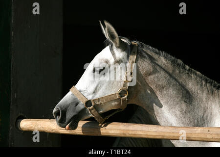 Jeune et belle mare à par dessus la clôture dans les écuries. Les jeunes chevaux de race pure à la recherche sur la porte de l'étable à l'après-midi d'été lights Banque D'Images