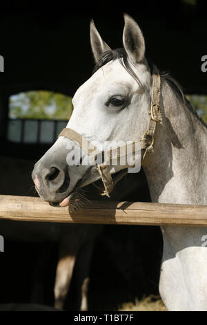 Cheval gris curieux posant pour cameras à porte de l'écurie. Jeune et belle mare à par dessus la clôture dans les écuries Banque D'Images