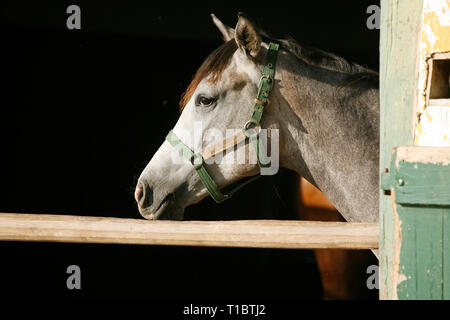 Cheval gris curieux posant pour cameras à porte de l'écurie. Jeune et belle mare à par dessus la clôture dans les écuries Banque D'Images