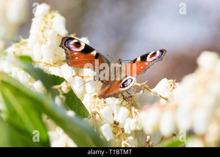 Aile de papillon endommagé avec esprit montrant - European Peacock butterfly aglais io - UK Banque D'Images