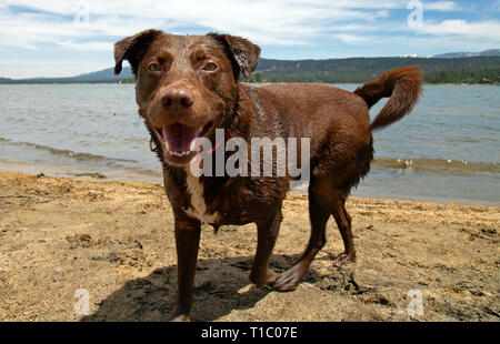 Laboratoire de chocolat Banque D'Images