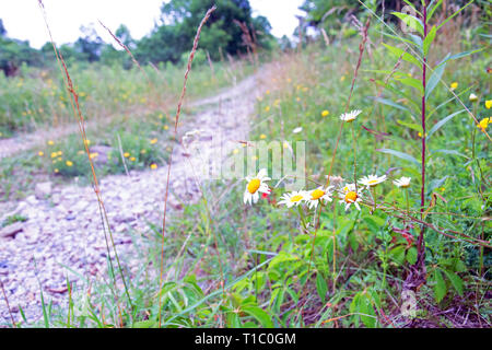 Marguerites sur la route Banque D'Images