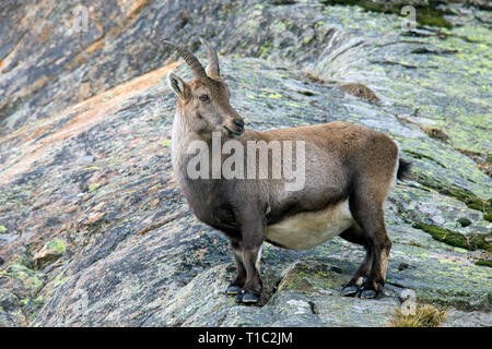 Bouquetin des Alpes (Capra ibex) des femmes enceintes qui se nourrissent de versant de montagne en hiver dans le Parc National du Gran Paradiso, Alpes italiennes, Italie Banque D'Images