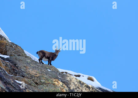 Bouquetin des Alpes (Capra ibex) femmes qui se nourrissent de versant de montagne en hiver dans le Parc National du Gran Paradiso, Alpes italiennes, Italie Banque D'Images